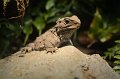 Kids_DFWzoo_3-2016 (113)